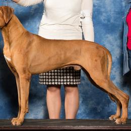 Rhodesian Ridgebacks from Symetri Ridgebacks