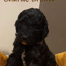 Charlie Brown - Goldendoodle puppy in Hamilton, Alabama from Breedadoodle