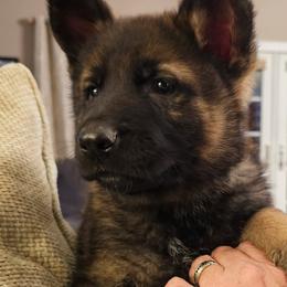 German Shepherd Puppies from Karen Nikirk