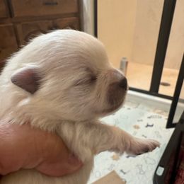 Boy 1 - White male Pomeranian puppy in Cullman, Alabama from Dixie Darlings Pomeranians