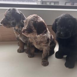 Labradoodle puppies from Eastside Labradoodles
