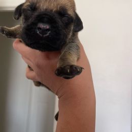 Green - Fawn male Boerboel puppy in Fontana, California from Sterling Built Boerboels
