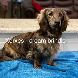 Dachshund puppies from HotDachs