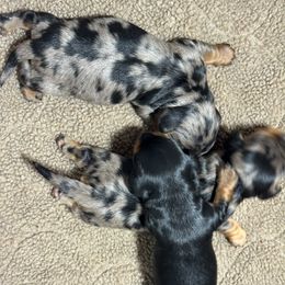 Girl 1 - Dapple female Dachshund puppy in Coconut Creek, Florida from Kenmar Hounds