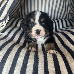 Bernese Mountain Dog Puppies from Blue Ridge Bernese
