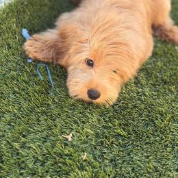 Arlo - Apricot male Goldendoodle puppy in Palmdale, California from Pucci Pawfect