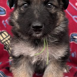 Green collar - Black and tan female German Shepherd puppy in Allentown, Pennsylvania from VMH Shepherds