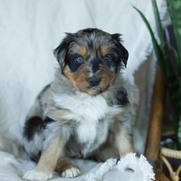 Puppy 3 - Blue merle female Australian Shepherd puppy in Avoca, Iowa from Danker Farms