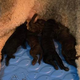 Puppy 1 - Black male Poodle puppy in Browns Summit, North Carolina from Nailah's Beauties: Standard Poodles