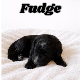 Fudge - Black and white male Bernedoodle puppy in High Point, North Carolina from Kingsfield Doodles