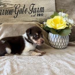 Millie May - White and red female Border Collie puppy in Moody, Texas from Narrow Gate Farm