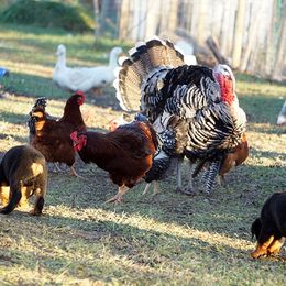 Rottweiler and Shetland Sheepdog Puppies from Mountain High Kennels