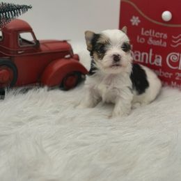 Kazen - Parti male Yorkshire Terrier puppy in Benton, Illinois from Furry Tailz Yorkies