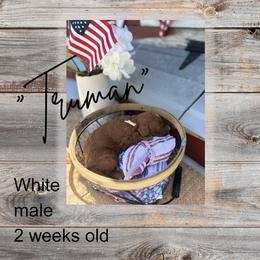 Truman - Red  male Goldendoodle puppy in Zeeland, Michigan from Dandelion Lane Doodles