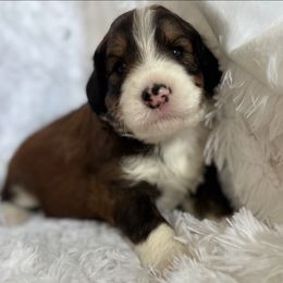 Tri Sable Girl - Tri-color female Bernedoodle puppy in Toledo, Ohio from Avery Doodle Day LLC