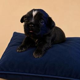 Meissa - Black and white female Shih Tzu puppy in Abilene, Texas from L&L Euro Boxers and Small Town Shih Tzus