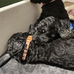 Poodle Puppies from Tyler Family Poodles