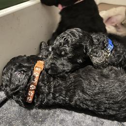 Poodle Puppies from Tyler Family Poodles