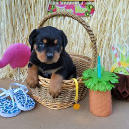 Rottweiler Puppies from C & J Rottweilers