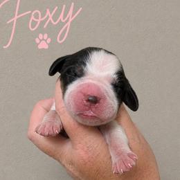 Foxy - Tri-Roan female English Springer Spaniel puppy in Fort White, Florida from Thunderbird Springers