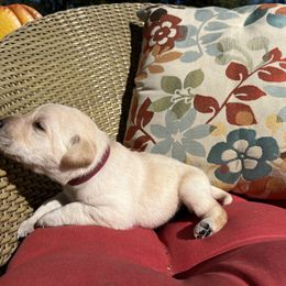 Girl 1 - female Labrador Retriever puppy in Alger, Ohio from Osborne Family Retrievers