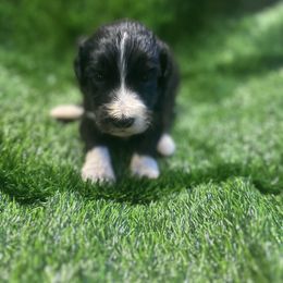Jelly Roll - Black and white male Sheepadoodle puppy in Franklin, Texas from Cross Doodles