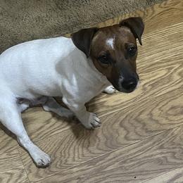 Nugget - Jack Russell Terrier