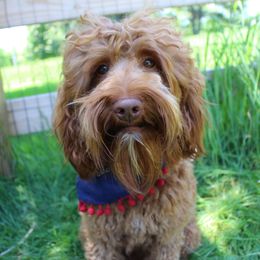 Ralphie - Australian Labradoodle