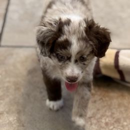 Aussiedoodle Puppies from Navarro Royal Pups