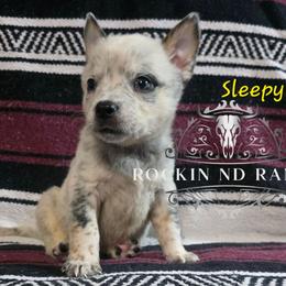 Sleepy - Blue male Australian Cattle Dog puppy in Silsbee, Texas from Rockin ND Ranch