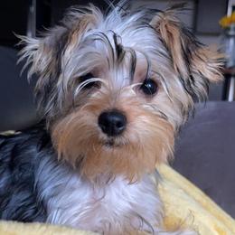 Yorkshire Terriers from Braulis' Yorkies