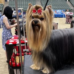 Charger - Yorkshire Terrier