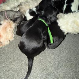 Francis ( Scott Key) - Black male Goldendoodle puppy in Newark, Ohio from Valleydayle Doodles and Wheatens