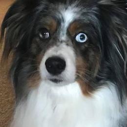 Miniature American Shepherds from High Country Miniature American Shepherds