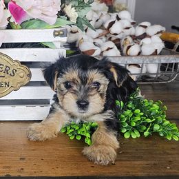 Green Collar Boy - Black and tan male Morkie puppy in Guyton, Georgia from Fluff Town Puppies, LLC