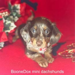 Stella - Chocolate and tan female Dachshund puppy in Lexington, Oklahoma from Terry's Dachshunds (BooneDox Mini Dachshunds)