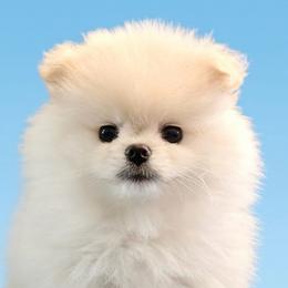 Lucia - Cream female Pomeranian puppy in Pavilion, New York from Calverton Pomeranians