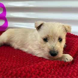 Chloe - Wheaten female Scottish Terrier puppy in Chattanooga, Tennessee from Oodles of Cuties!