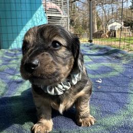 Miny - Dapple female Dachshund puppy in Henrico, Virginia from All About Pets
