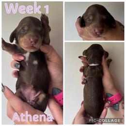 Athena ( pending ) - Chocolate and cream female Dachshund puppy in Michigan from M.H.P Dachshunds