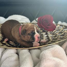 Dark pink - Fawn female Boxer puppy in Denver, Colorado from Yuni’s AKC Boxers