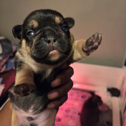 French Bulldog puppies from MarvelousFrenchies