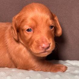 Clifford - Red male Dachshund puppy in North Auburn, California from Northern Doxie