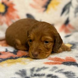 Chief - Red male Dachshund puppy in Hope, Arkansas from JK Kennel