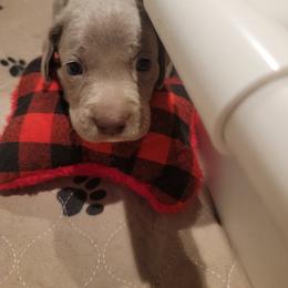 Red collar girl - Silver gray female Weimaraner puppy in Alexandria, Virginia from Silvr Galaxy Weimaraners