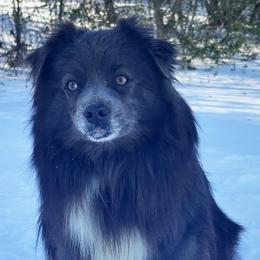 Sumo - Miniature American Shepherd