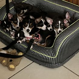 Chihuahua Puppies from Chihuahua Mama