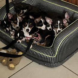 Chihuahua Puppies from Chihuahua Mama