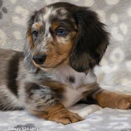 Juliet - Dapple female Dachshund puppy in Tonopah, Arizona from Desert Diamond Dachshunds