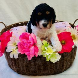 Buttercup - Tri-color female Bernedoodle puppy in Harpers Ferry, West Virginia from Oso Perfect Poodles and Doodles